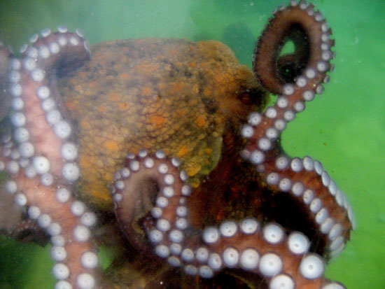 octopi